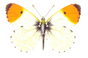 /imgs/!OrangeTip.gif